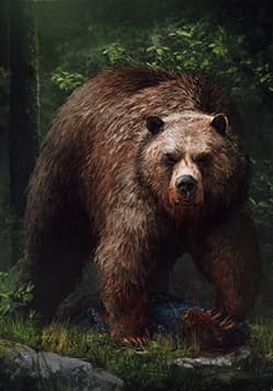 Elder Bear