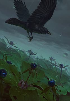 Crow's Eye