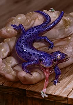 Salamander